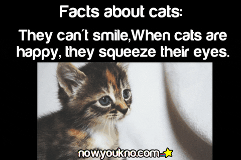 cats facts GIF