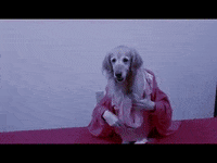 Golden Retriever Dog GIF