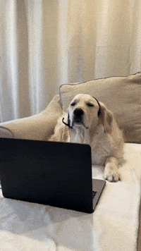 passtherigatoni dog work ugh job GIF