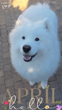 Spring April GIF