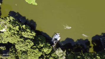 Drone Footage Shows Moment Alligator Attacks Swimmer in Florida Lake