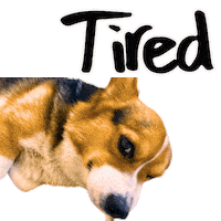 Tired Corgi Sticker