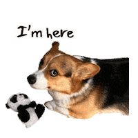 Corgi Milo Sticker