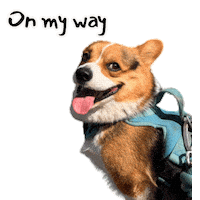 Corgi Milo Sticker