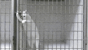 cat tap break prison GIF
