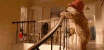wake up fun GIF by Paddington Bear