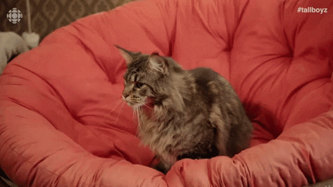 TallBoyz giphygifmaker cat kitten marijuana GIF