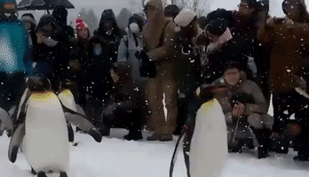 Zoo Visitors Enjoy March of the Penguins