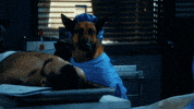 hang up dog GIF by Angie Tribeca