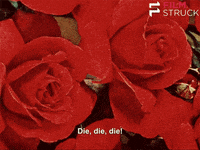 criterion collection daisies GIF by FilmStruck