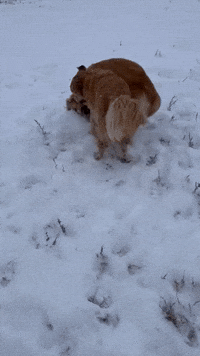 Spunky Dogs Enjoy Winter Weather in Northeast Colorado