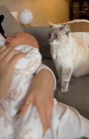 Cat Warmly Welcomes Newborn Baby
