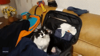 Cat Finds Perfect Spot in Owner's Suitcase