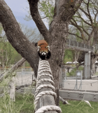 Red Panda Hello GIF by Valley Zoo Development Society