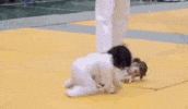 drunk baby GIF