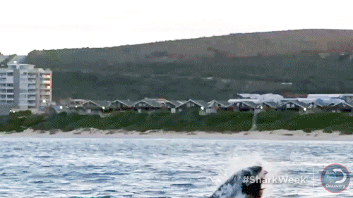 Michael Phelps GIF by Shark Week