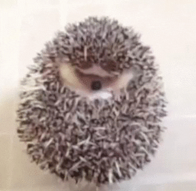 Hedgehogs GIF