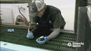 sea otter GIF by Monterey Bay Aquarium
