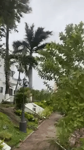 Palm Trees Sway as Hurricane Pamela Hits Mexico's Pacific Coast