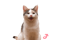 Wink Kitty Sticker by Josera petfood