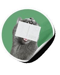 Cat No Sticker