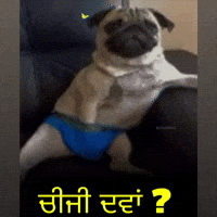 Dog India GIF
