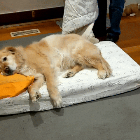 cuteanimalland giphyupload GIF