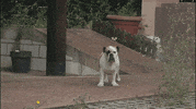 GIF by BASKONIA