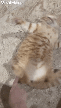 Fish The Cat Swings In Favorite Fighting Stance GIF by ViralHog