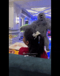 Gorilla GIF