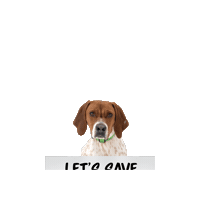 Cat Dog Sticker by Best Friends Animal Society