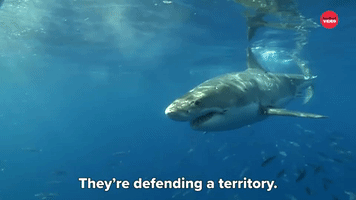 They're Defending A Territory