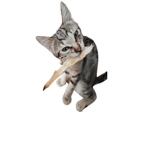 Kitty Cat Sticker by Ben L