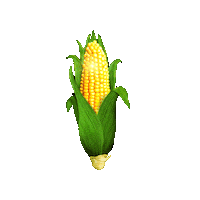 shuckedmusical broadway theater corn shucked musical Sticker