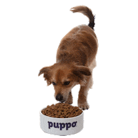 dog food wink Sticker