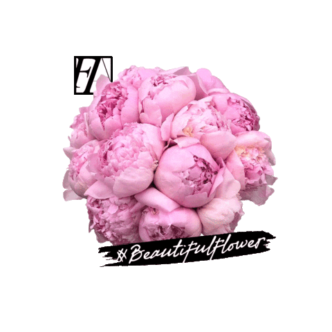 federicaambrosini Sticker by Daruma Adv