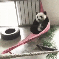 Cute-panda-3 GIFs - Get the best GIF on GIPHY