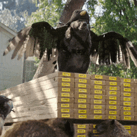 YellaWood diy crew wood spy GIF