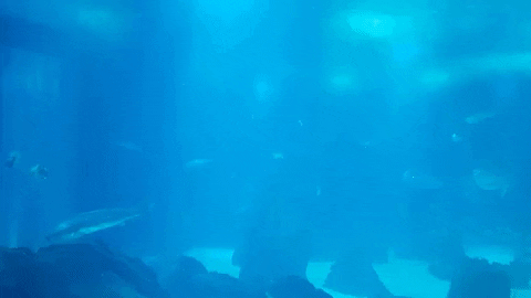Londynka giphygifmaker ocean underthesee GIF