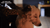 Nat Geo Love GIF by National Geographic Channel