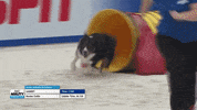 Espn Dogs GIF by American Kennel Club