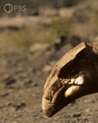 Walking With Dinosaurs No GIF by PBS