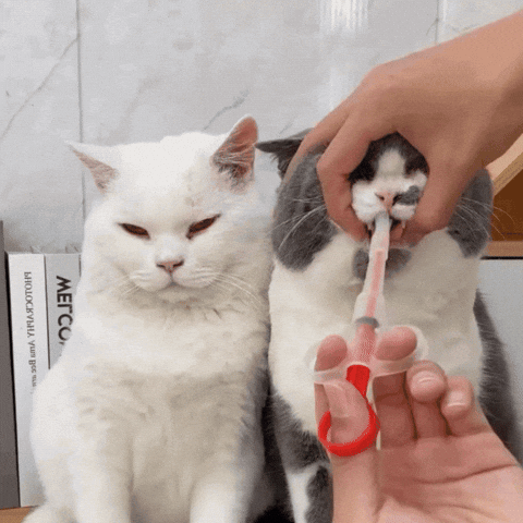 Oofertei giphyupload GIF