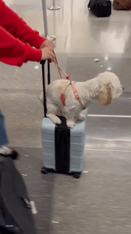 Dog Owners Find Clever Way to Move Anxious Pup Around Phoenix Airport