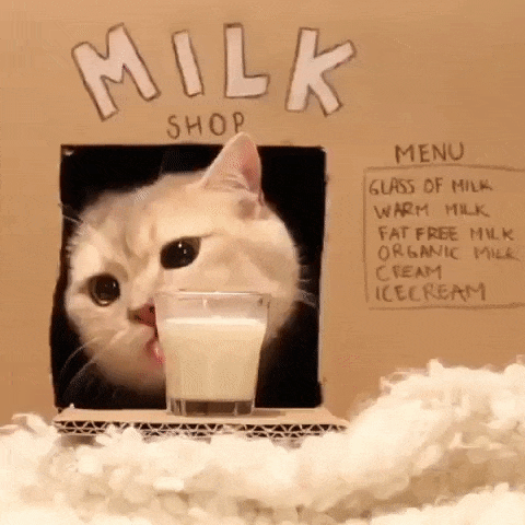 cat milk GIF