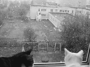 black and white cat GIF