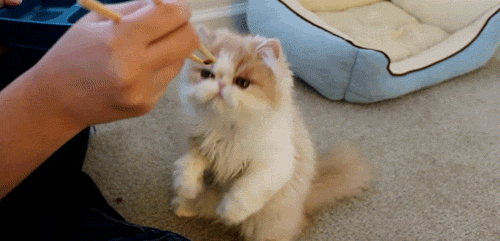 cats chopsticks GIF by Cheezburger