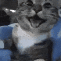 Cat Happy GIF