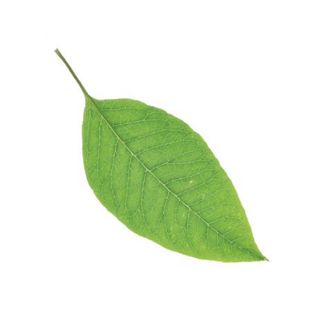 Leaf Sticker by PLANT B