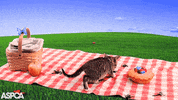 Cat Surprise GIF by ASPCA